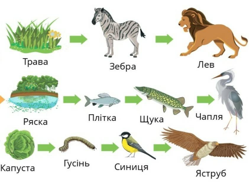 Ланцюг живлення: приклади, структура та правила складання